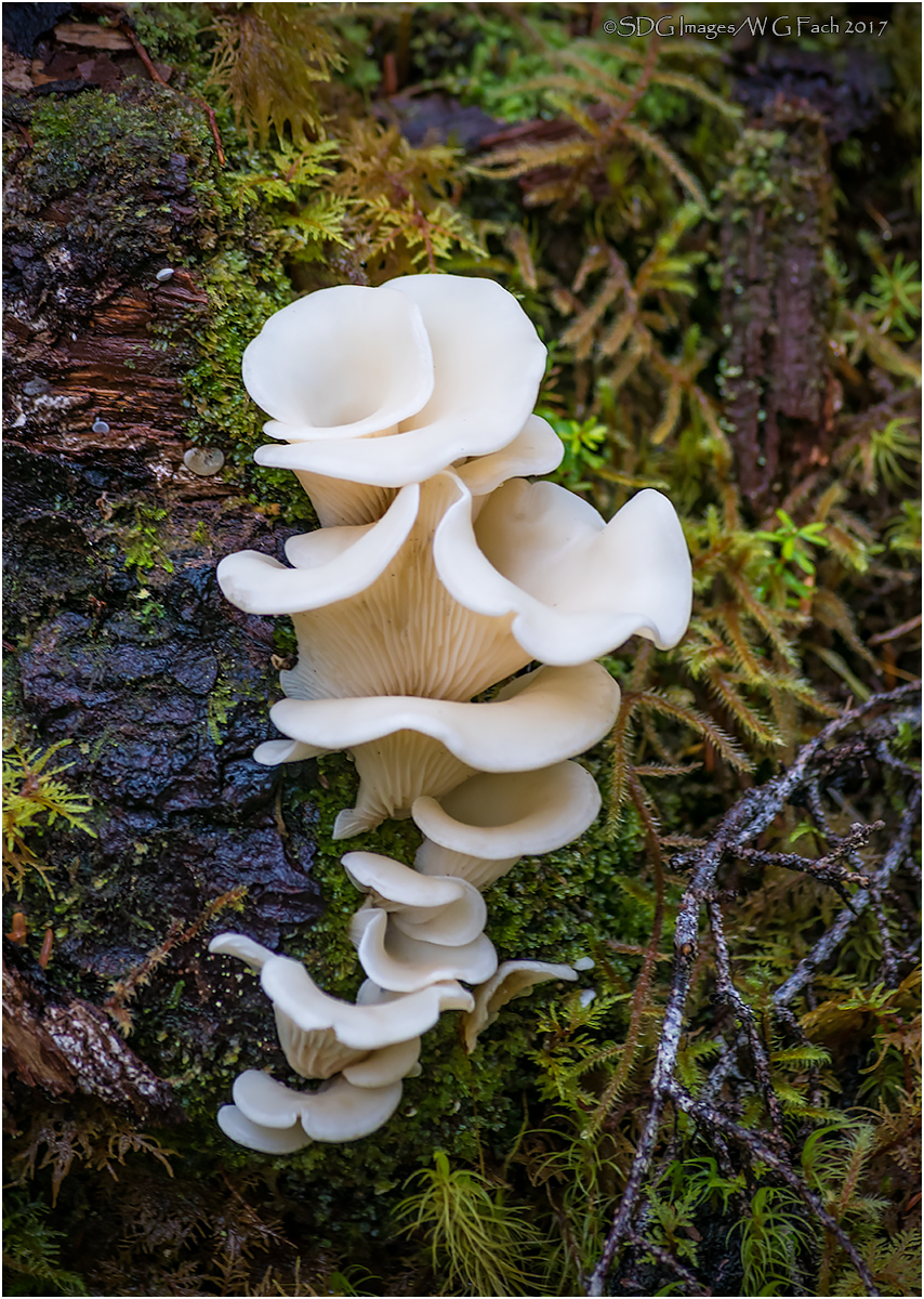 Fungus Amongus