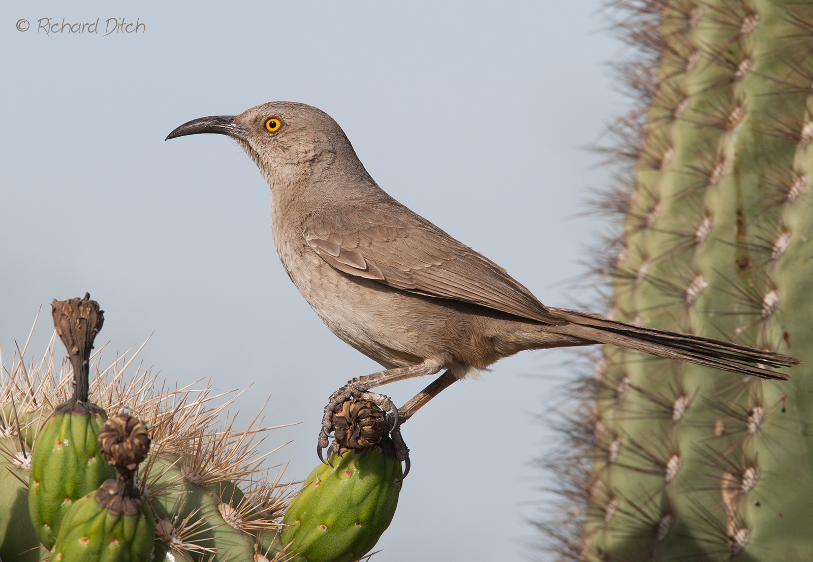 Curve-billed Thrasher