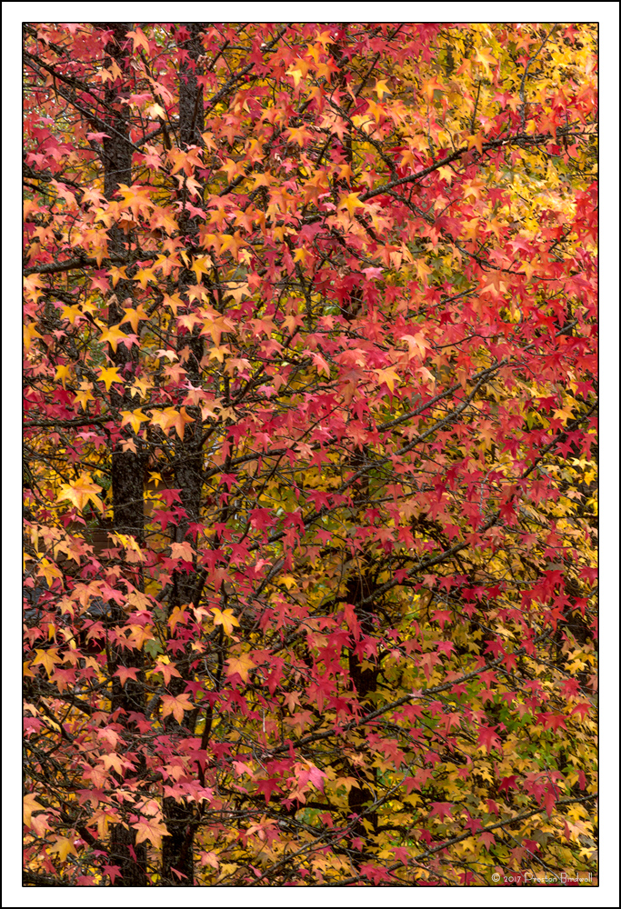 Sweetgum Profusion 2