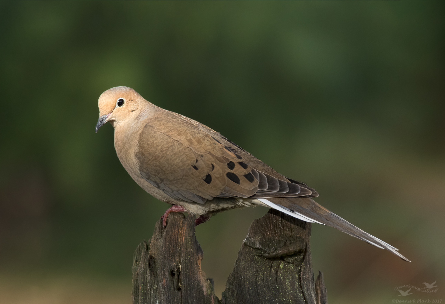 Mourning Dove