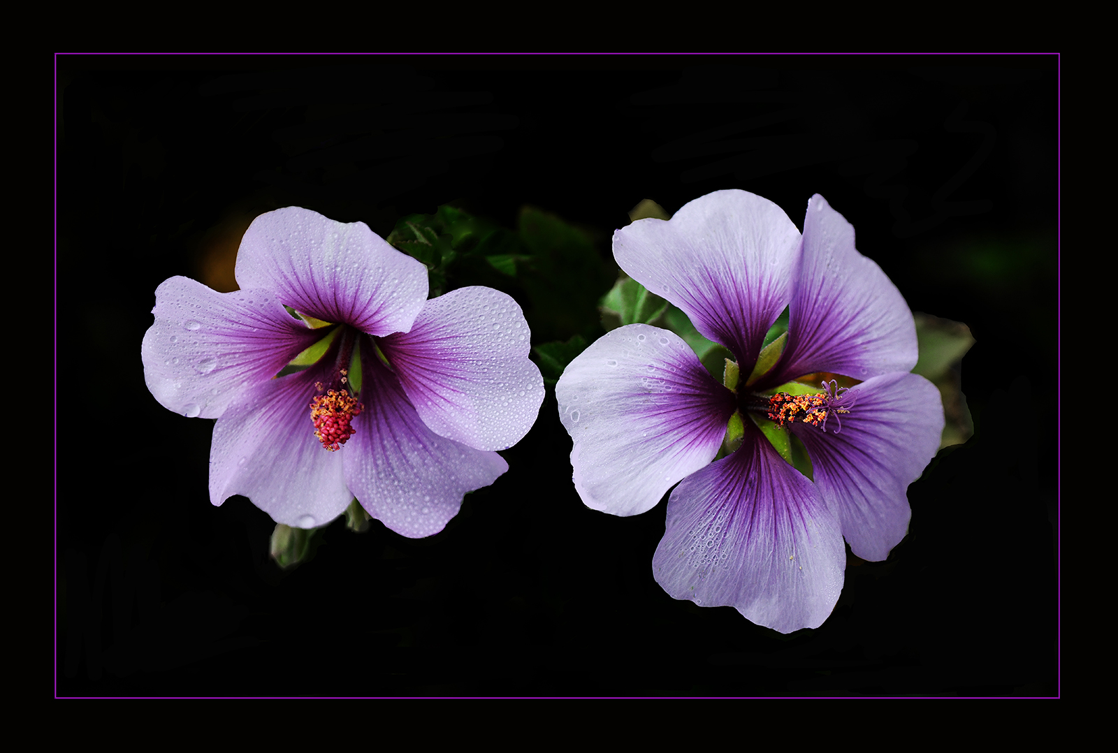 Mallow