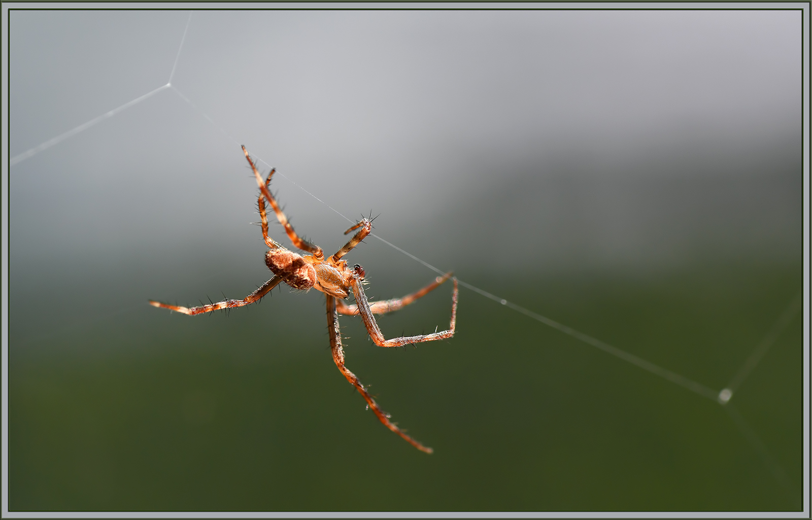 Tightrope