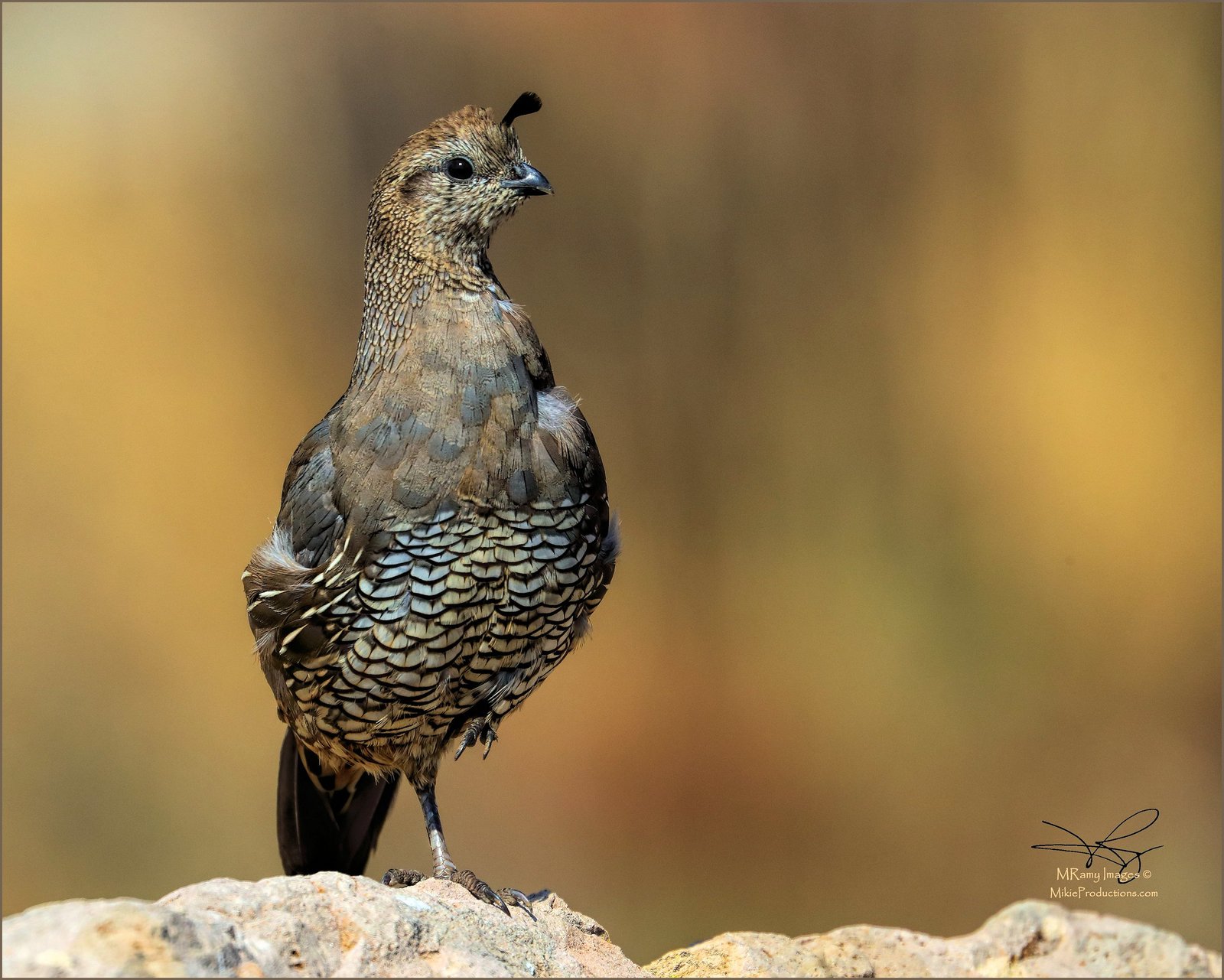 California Quail