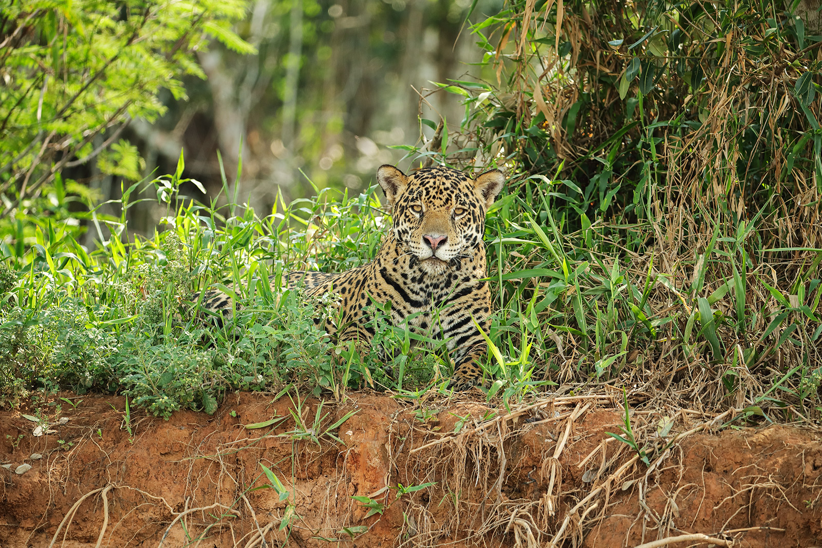 Resting Jaguar