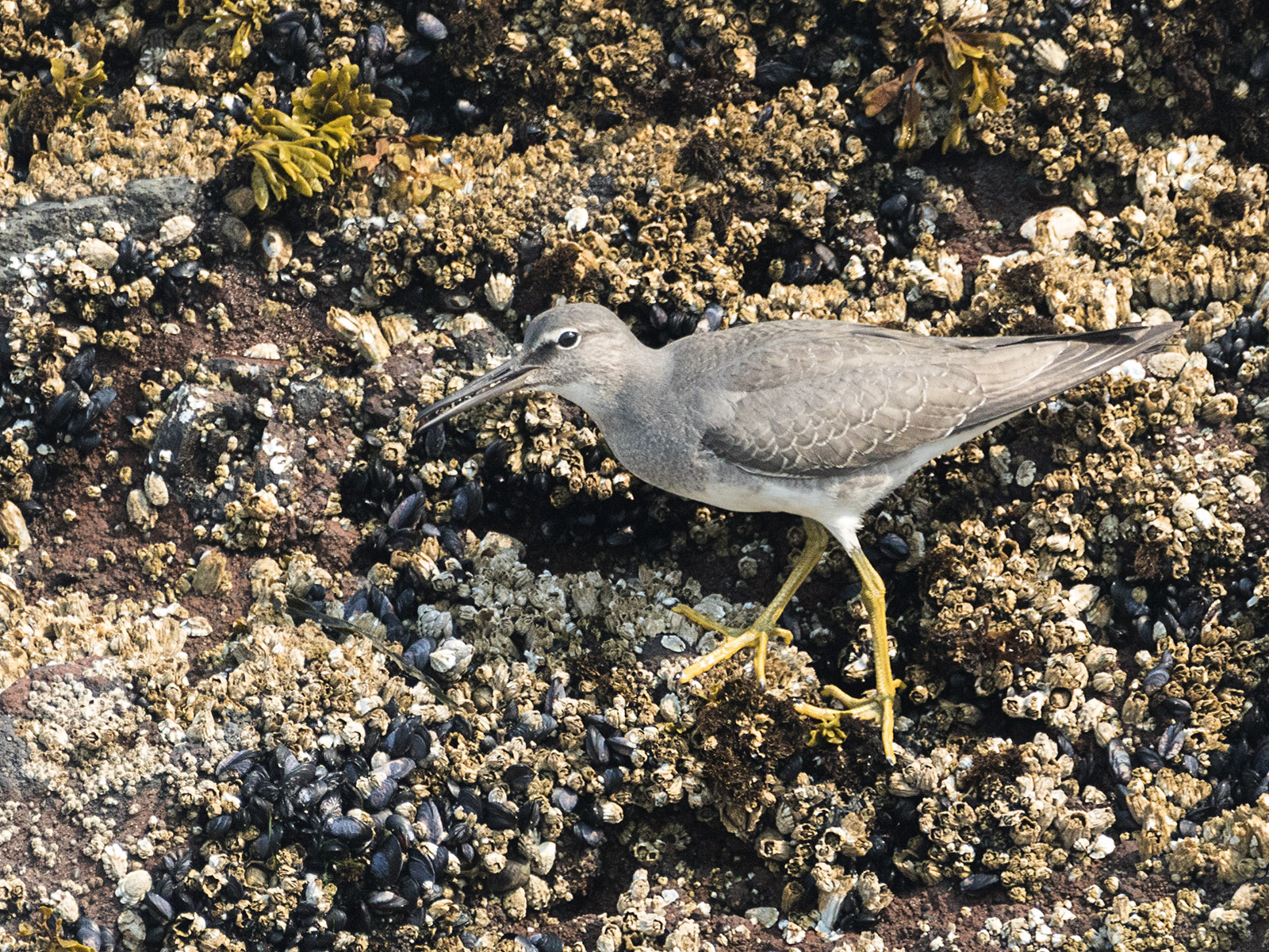 Wandering Tattler