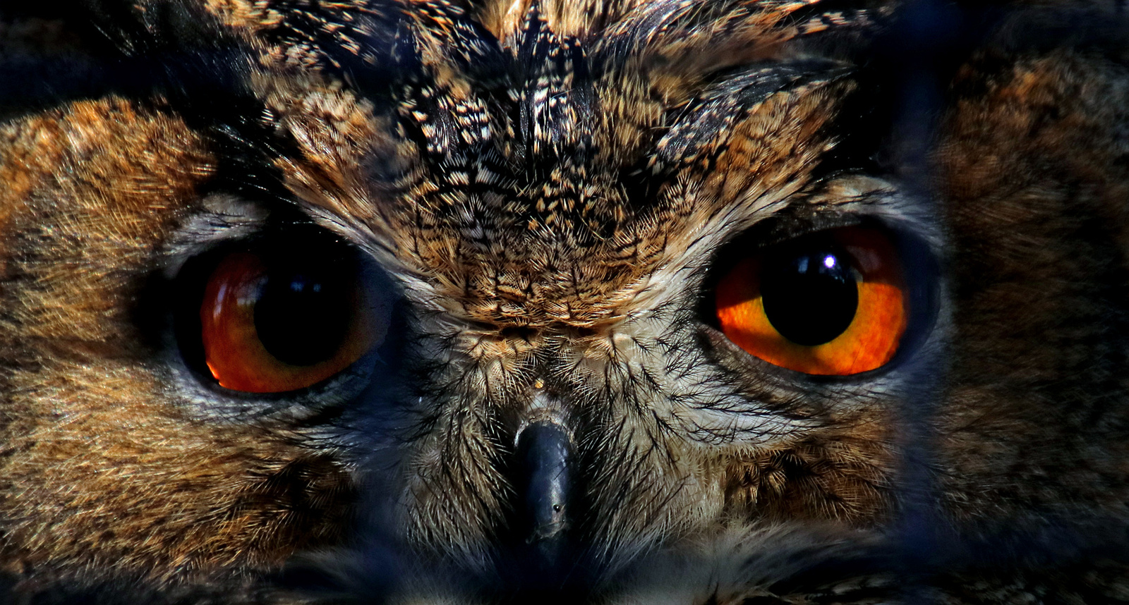 Eyes of the Eagle Owl