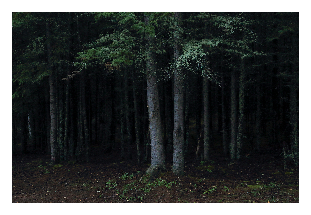 Spooky Woods +rp