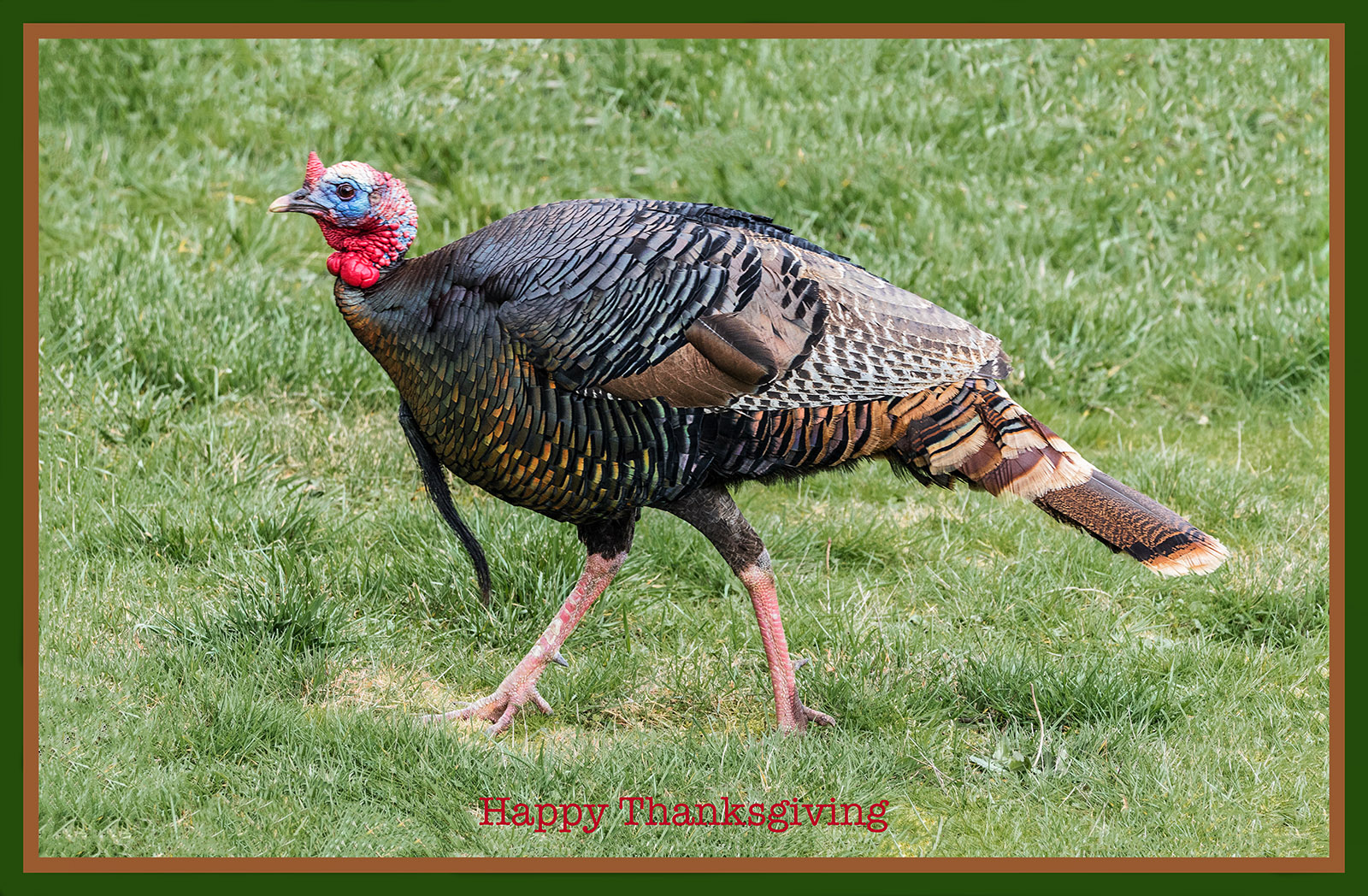 Happy Thanksgiving