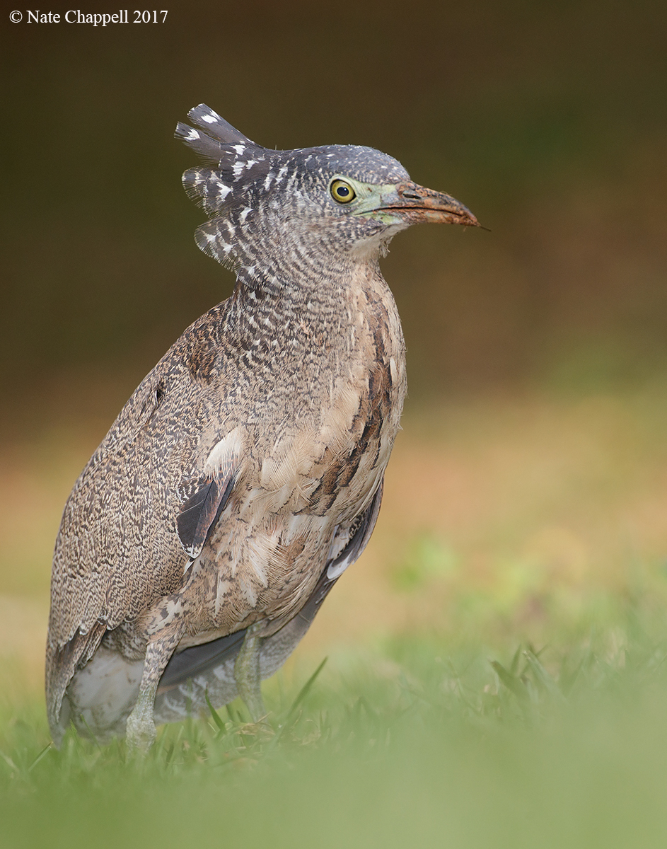 Malayan Night Heron