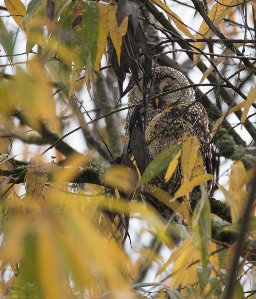 Bird Guide Photo