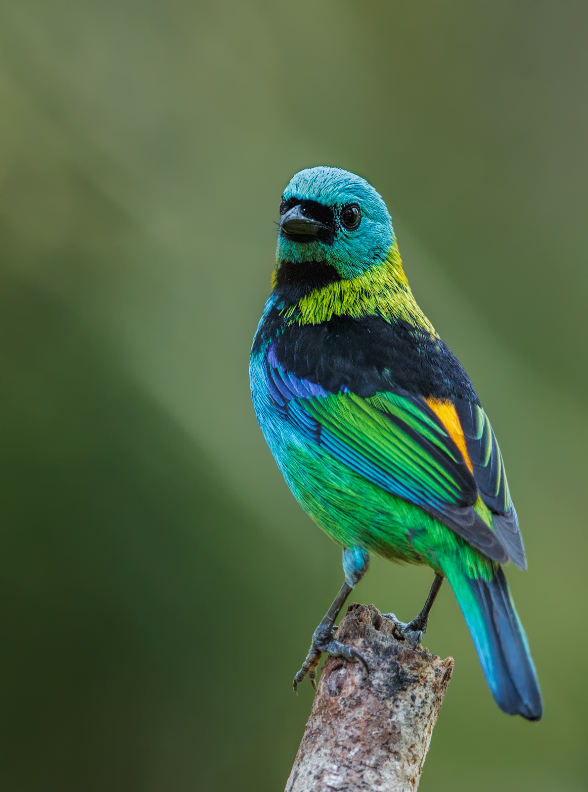 Green Headed Tanager