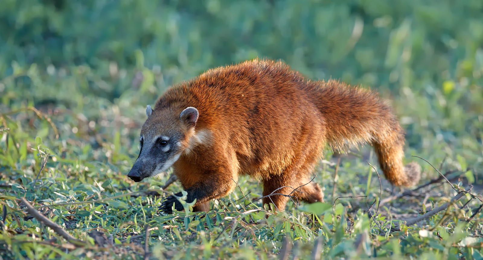 Late Night Coati
