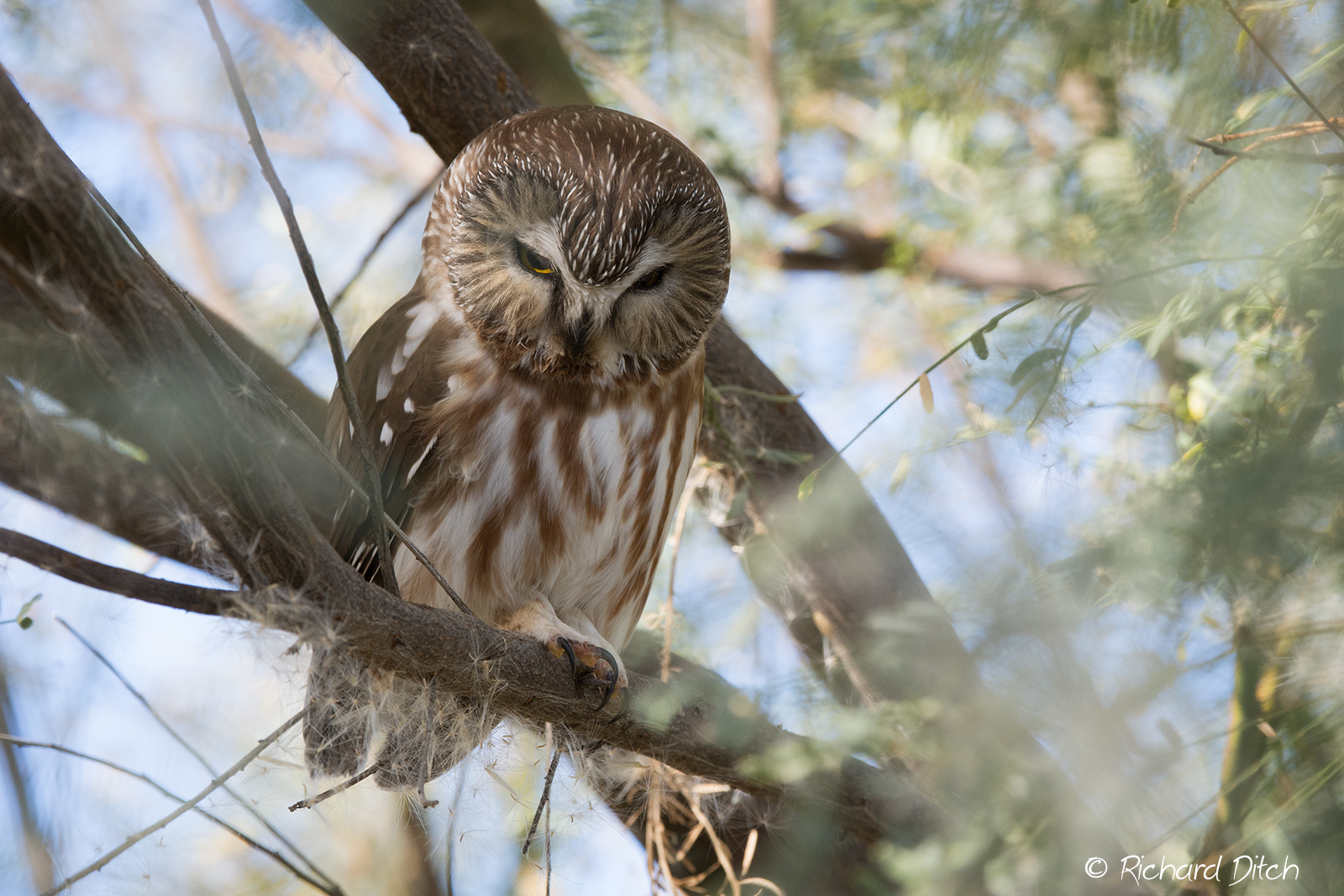 Northern Saw-whet Owl 