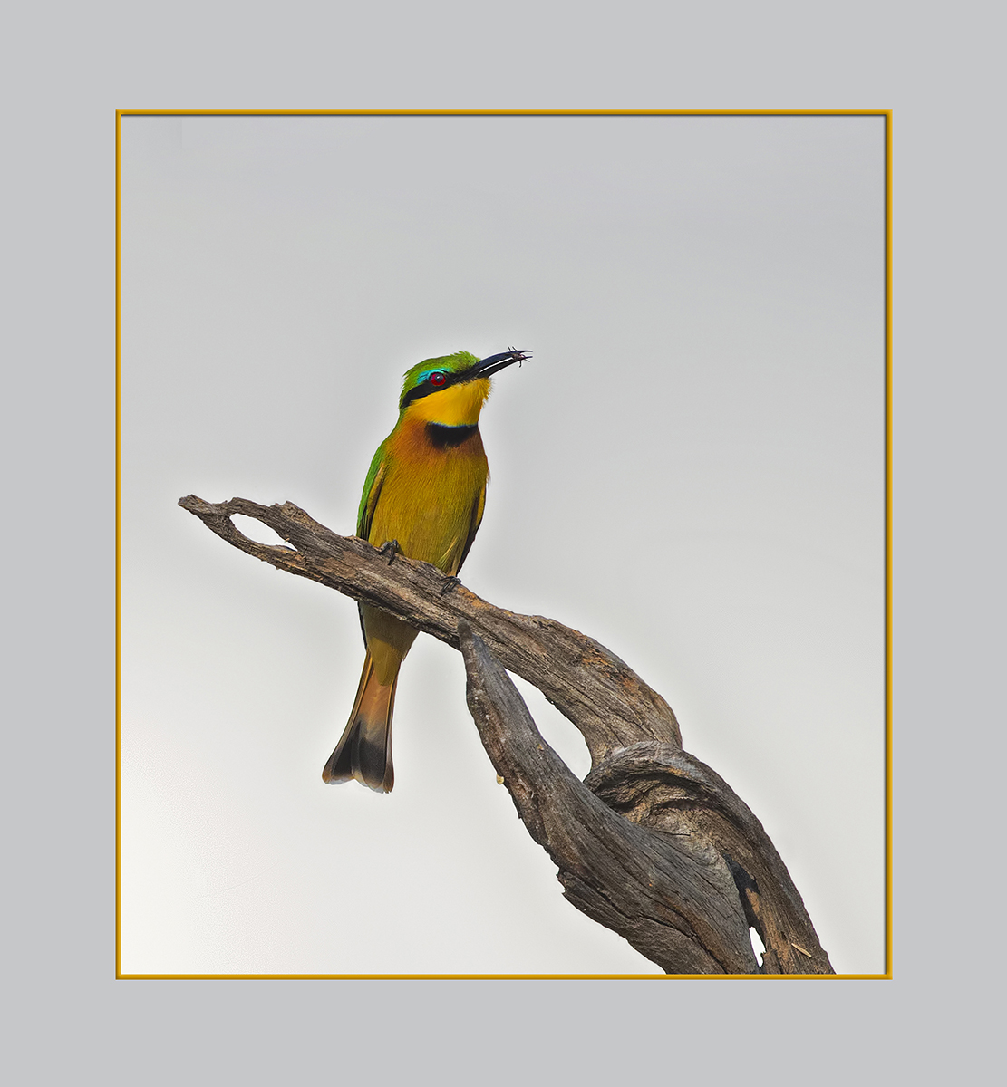Bee-Eater