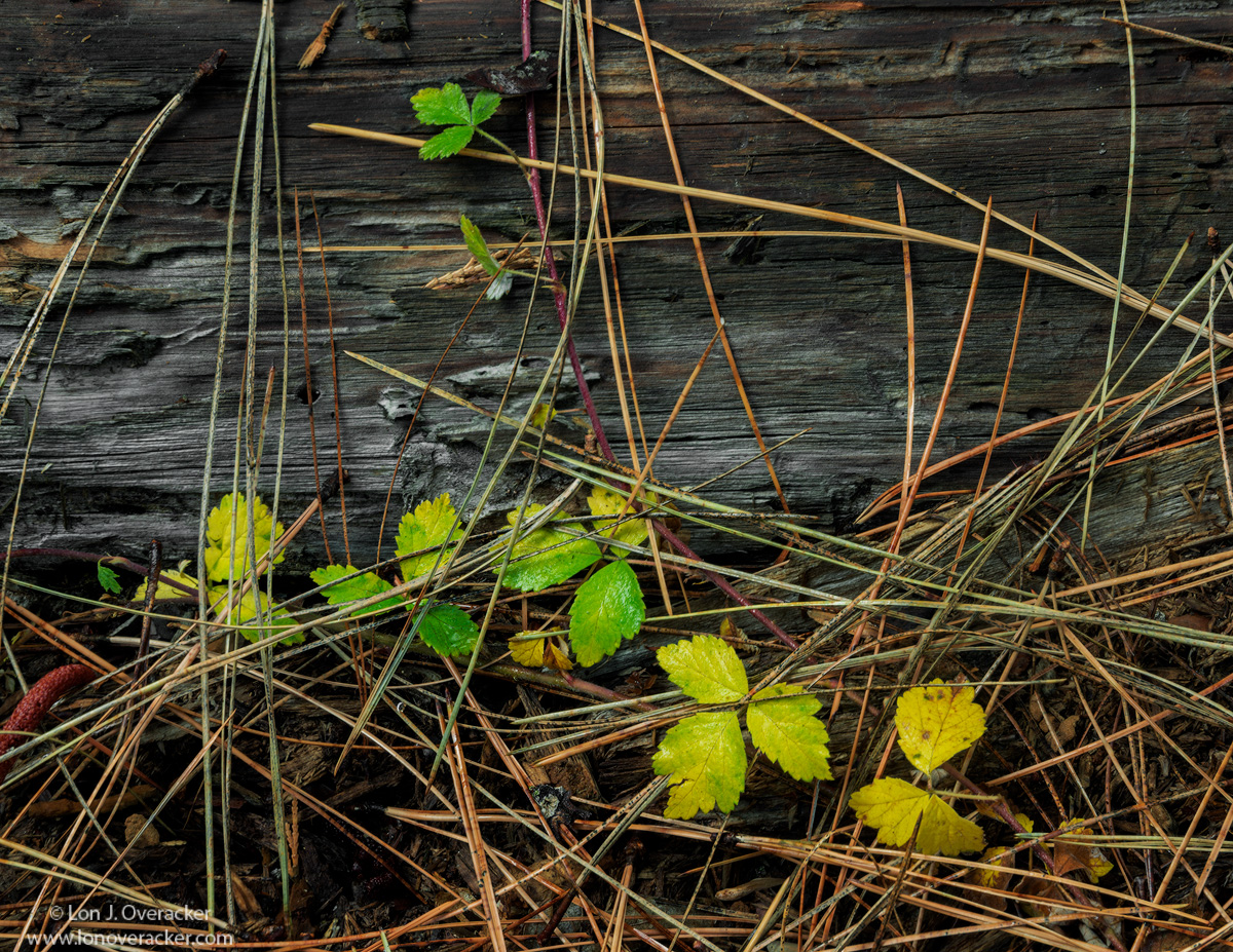 Mini-Me Landscape