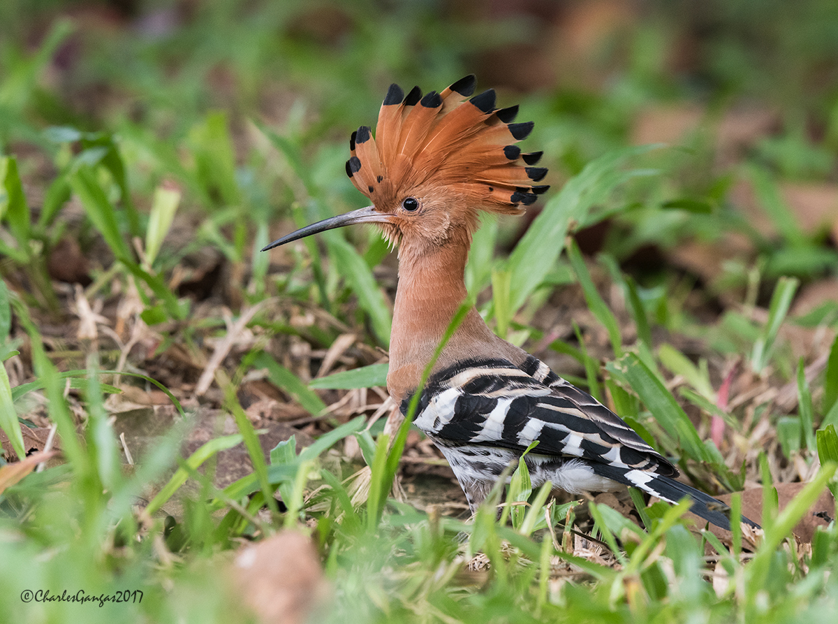 Common Hoopoe