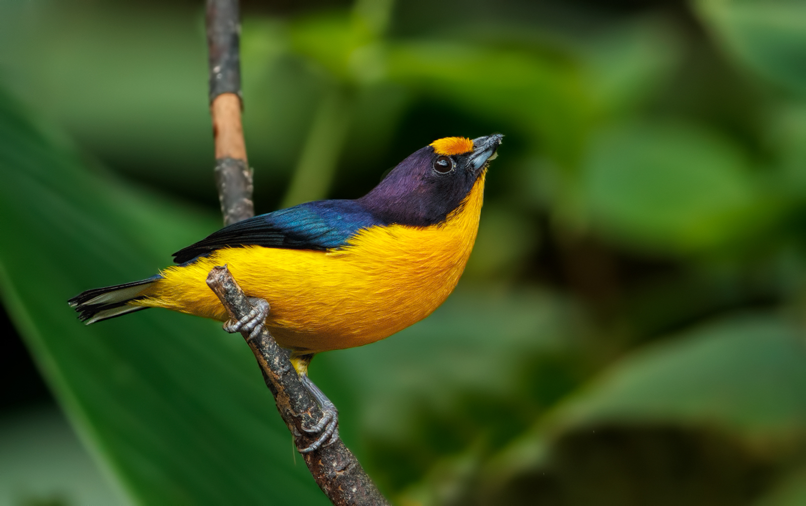 Purple Throated Euphonia