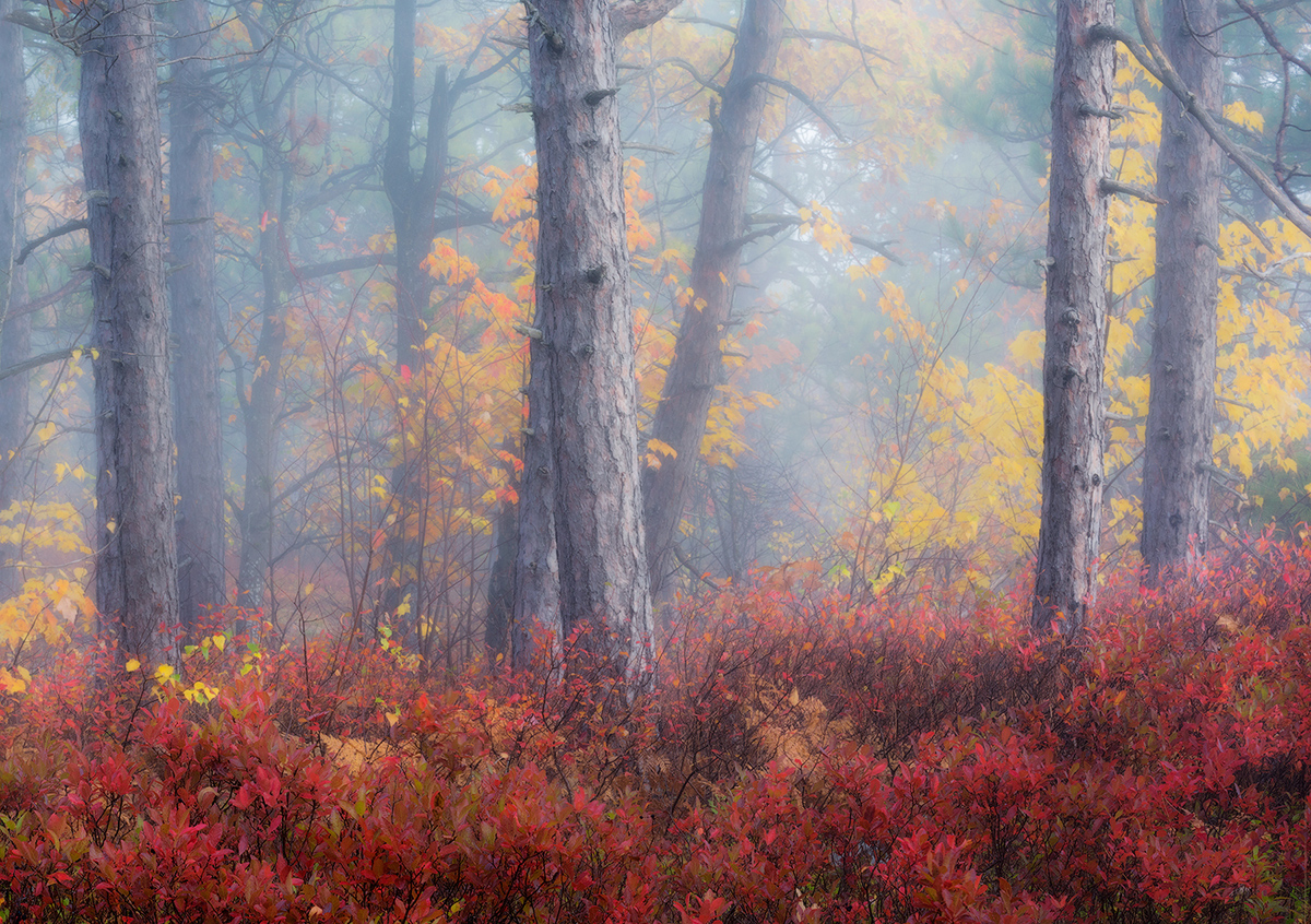 Landscape - 1st Place