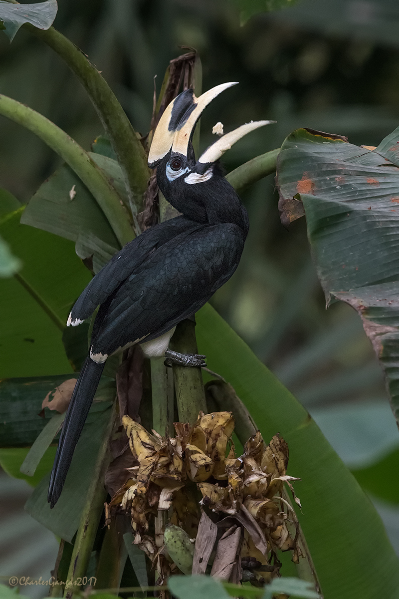 Oriental Pied Hornbill