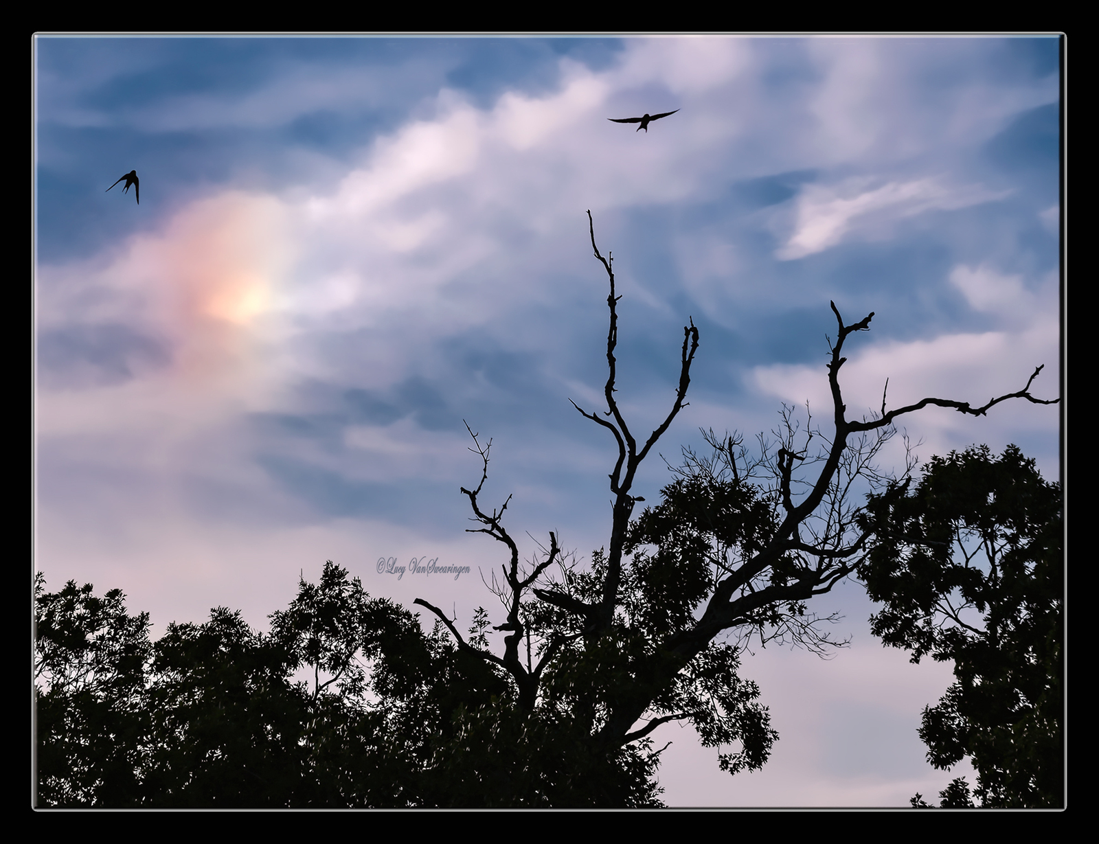 Sundog and Swallows