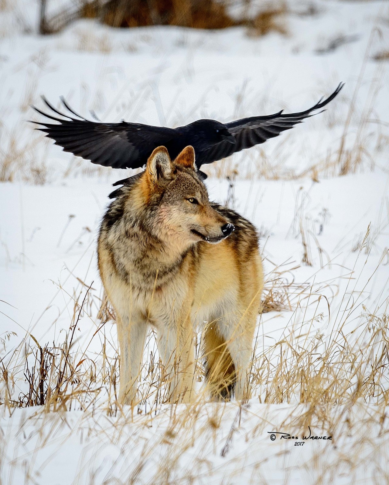 Hunting Partner