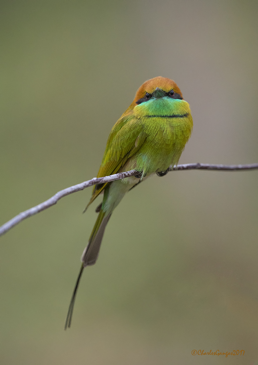 Green Bee-Eater