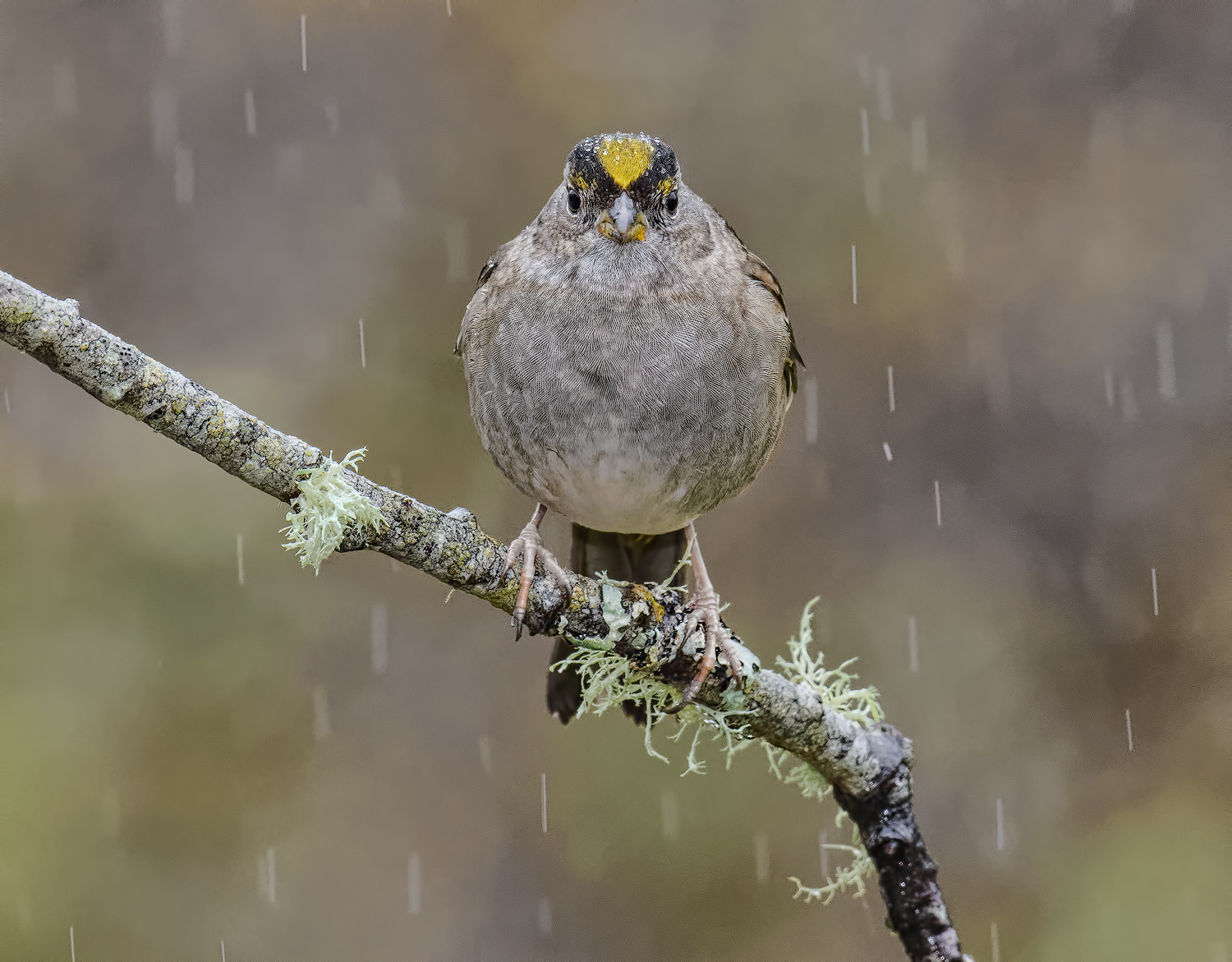 Golden Crowned Sparrow
