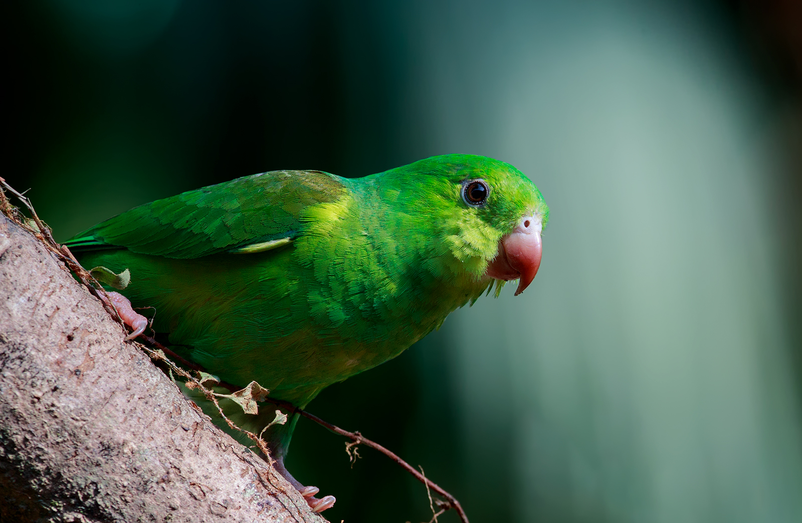 Plain Parakeet