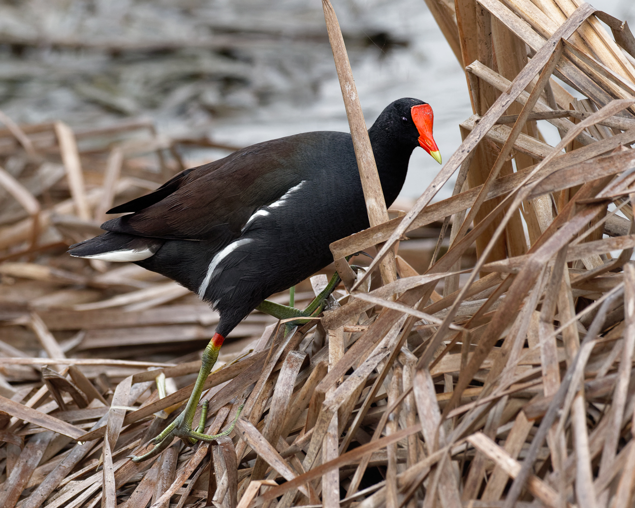 Common Gallinule & RP