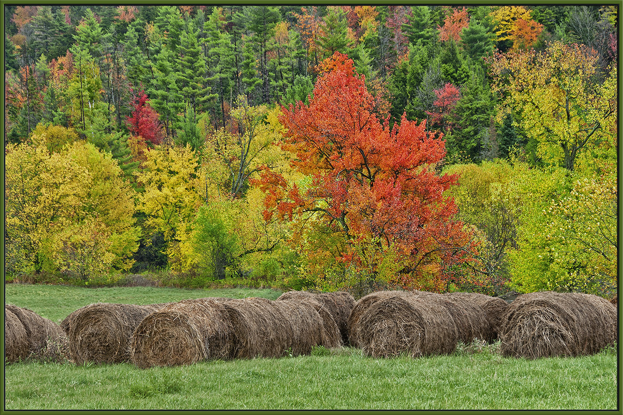 Vermont Harvest