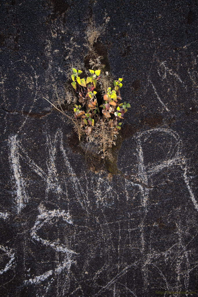 Nature Returns