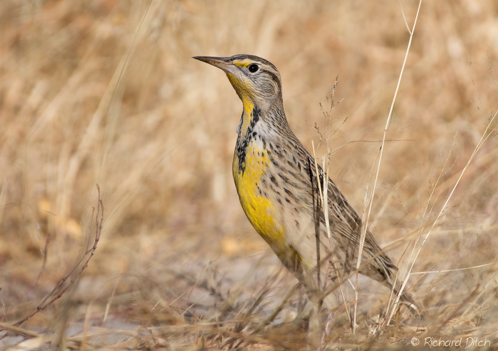 Western Meadowlark