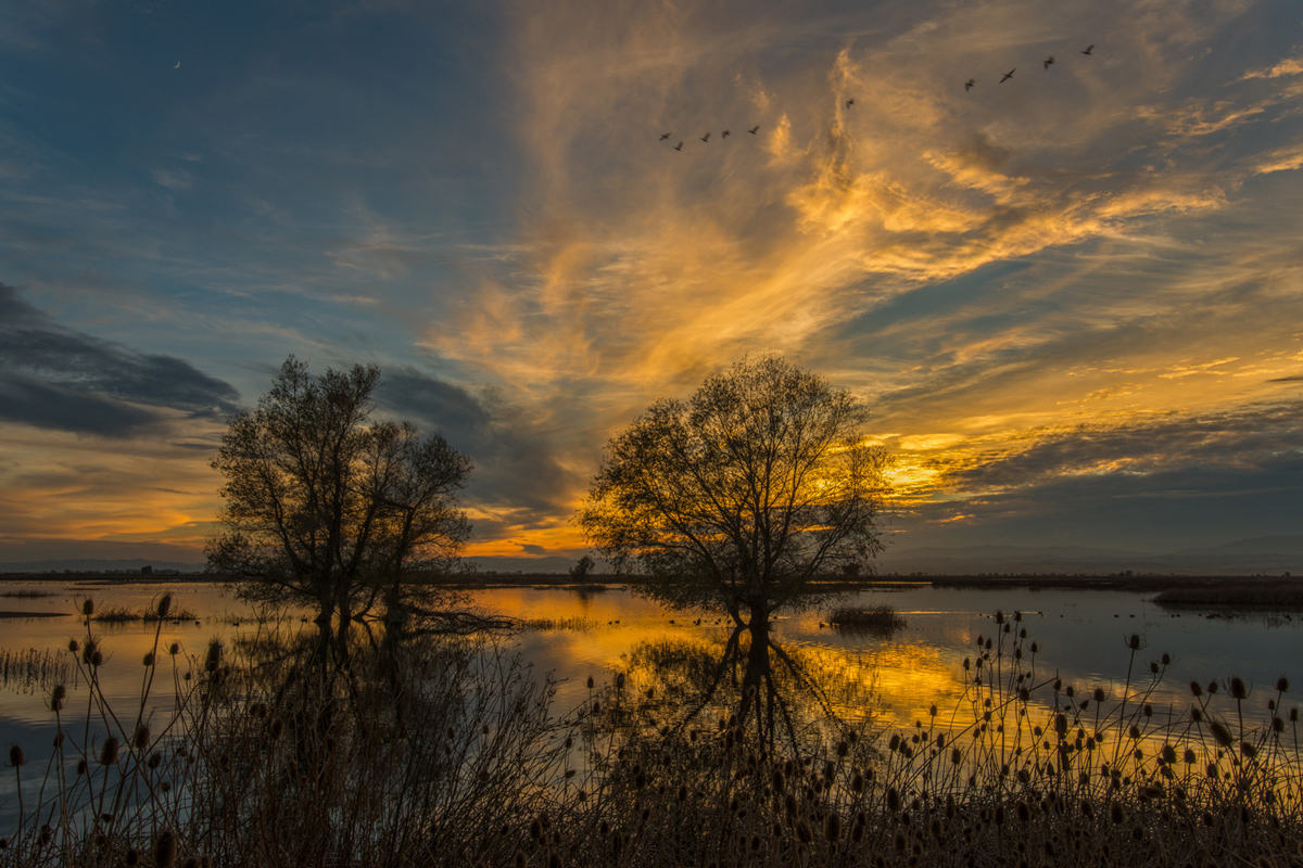Snow Goose Sunset