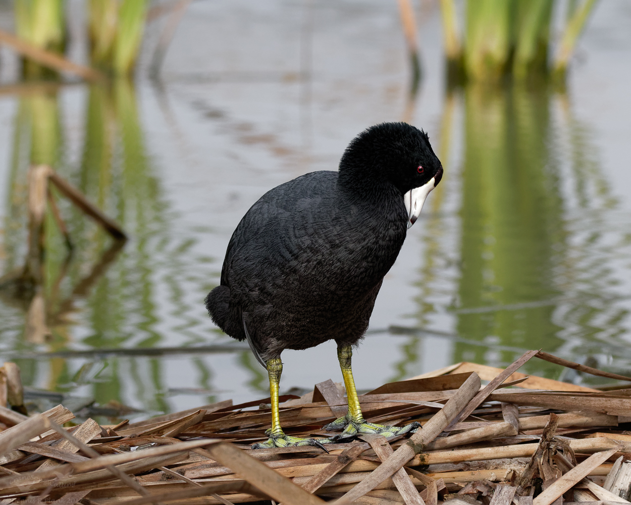 Coot