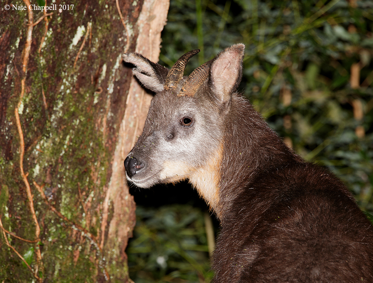 Taiwan Serow 