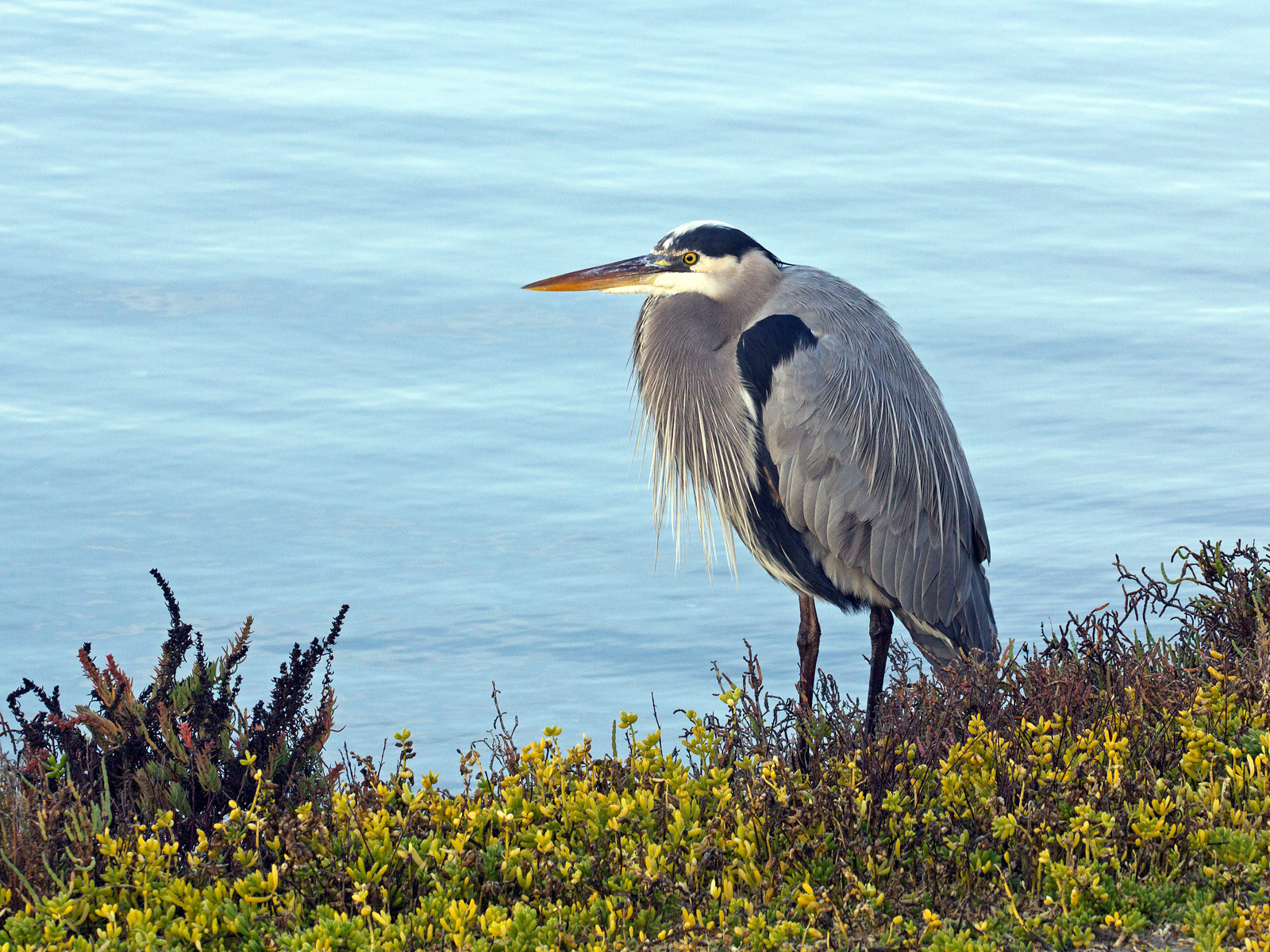 Bolsa Chica Blue