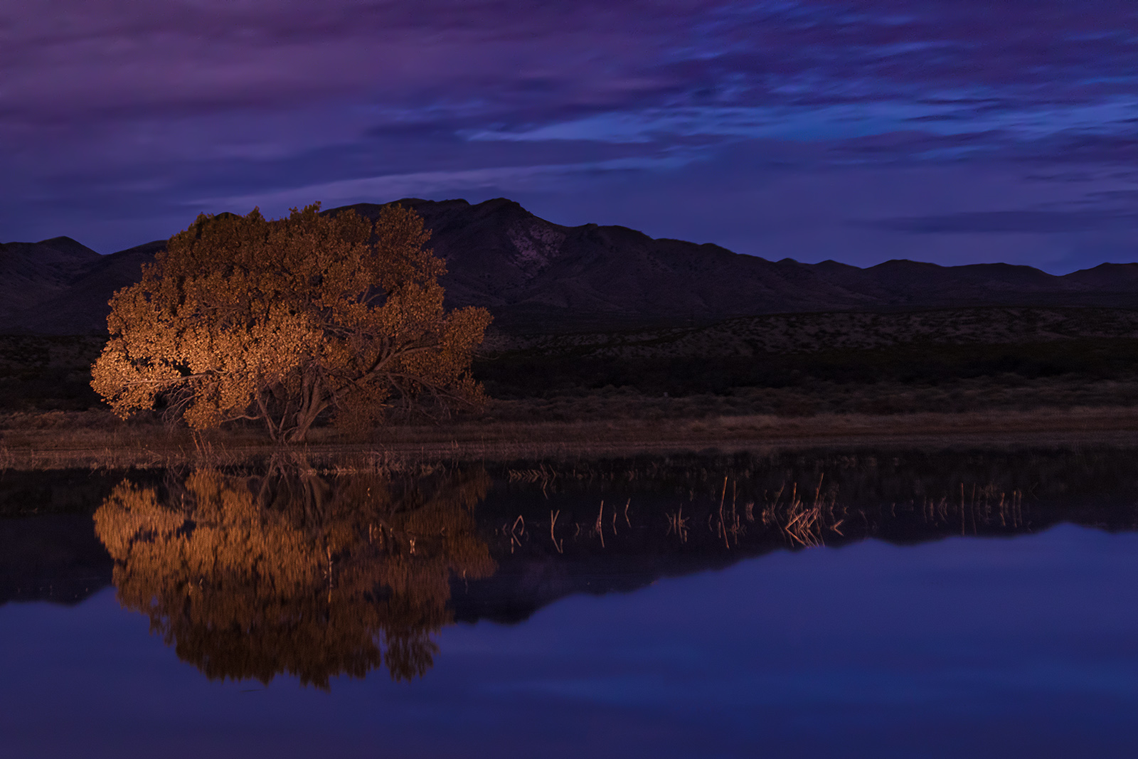 Bosque Night Shot