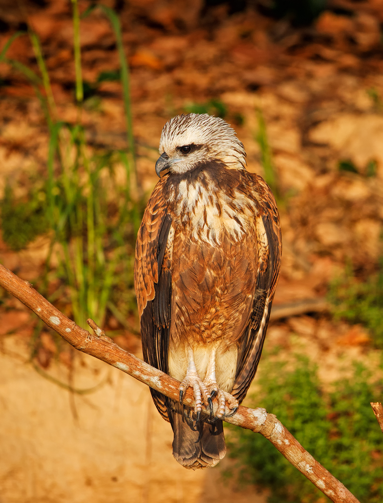 Black Collared Hawk