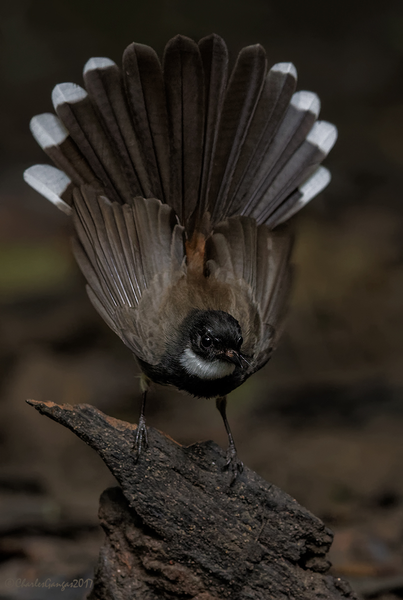 White-throated Fantail