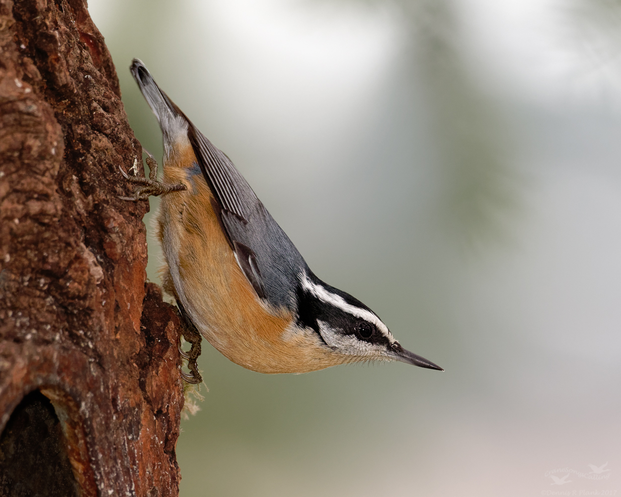Red-breasted Nuthatch