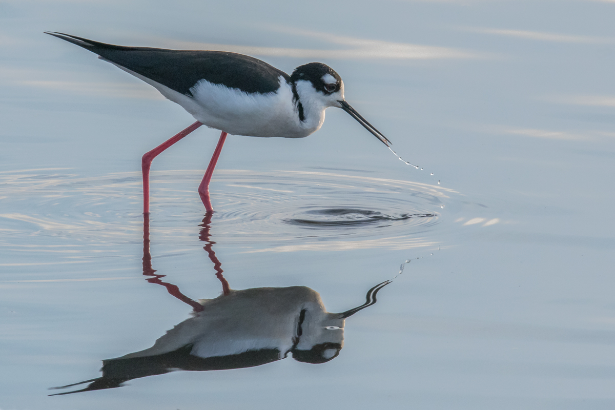 Black-necked Stilt