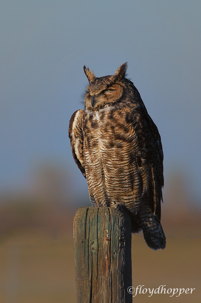 Great Horned Owl