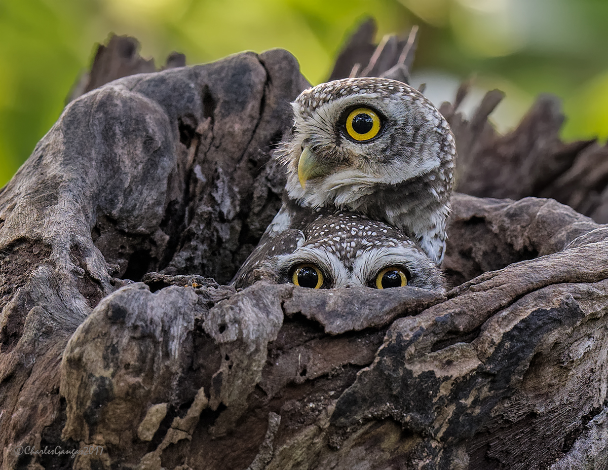 Spotted Owlets