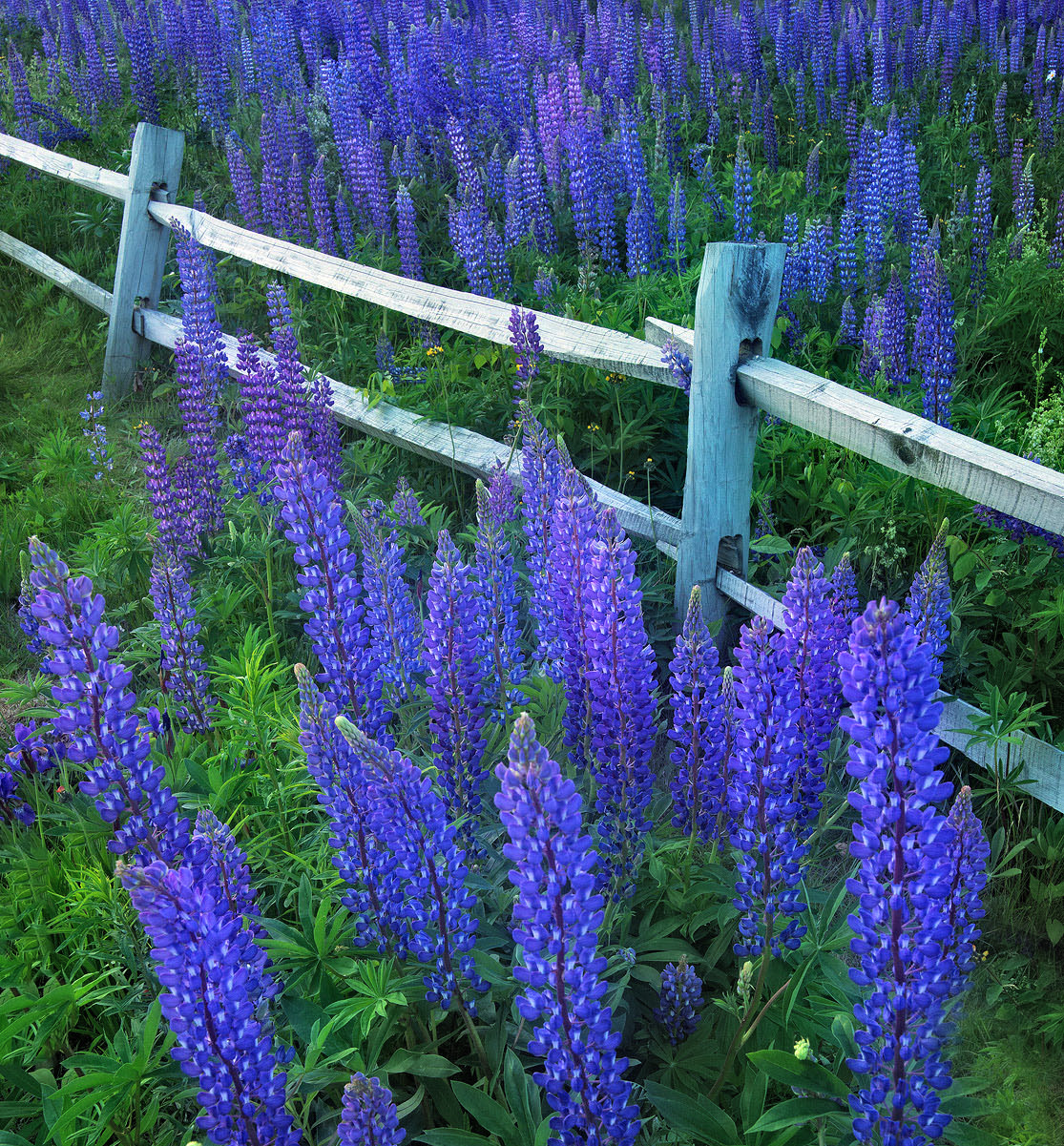 Parking Lot Lupines