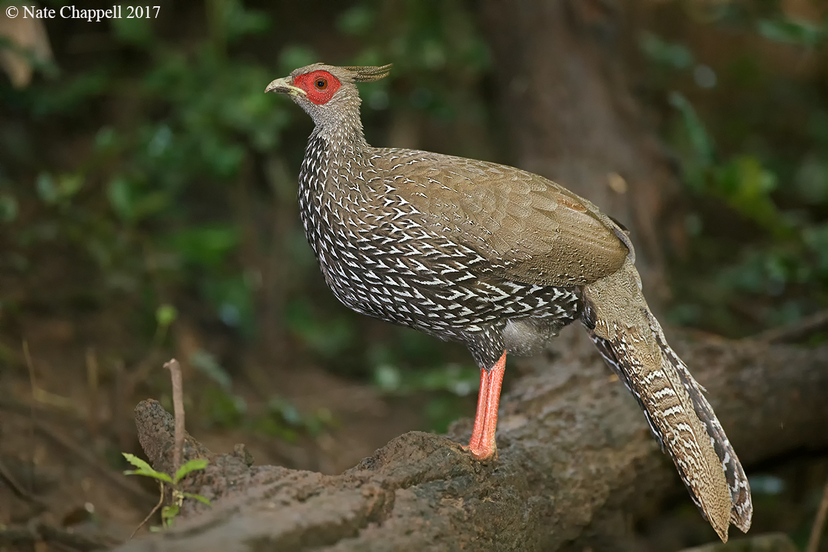 Kalij Pheasant, female 
