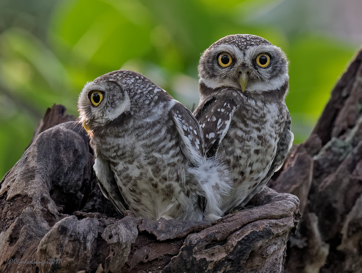 Spotted Owlets_2