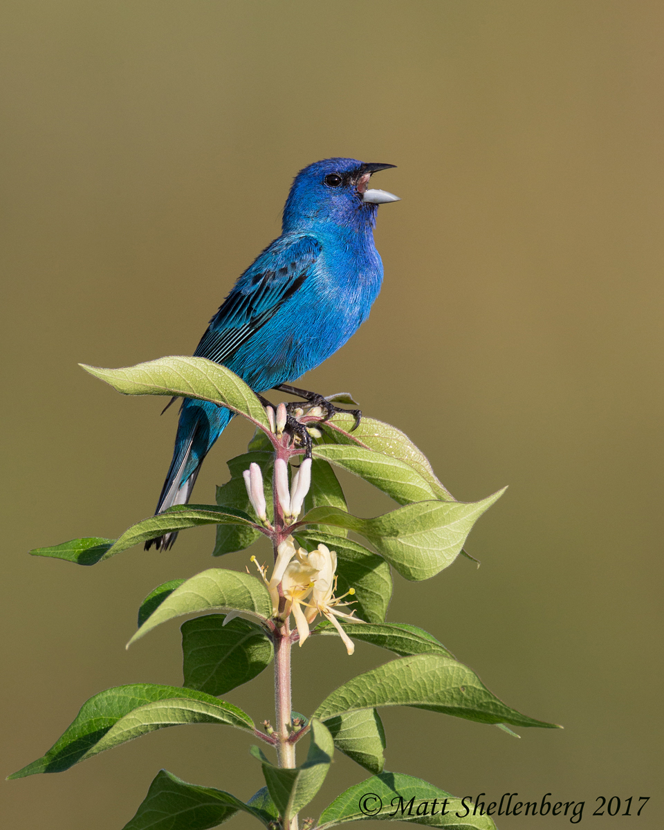 Indigo Bunting