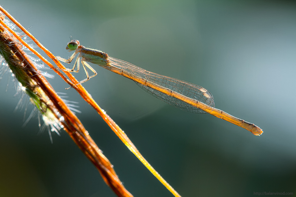 Backlit Damsel