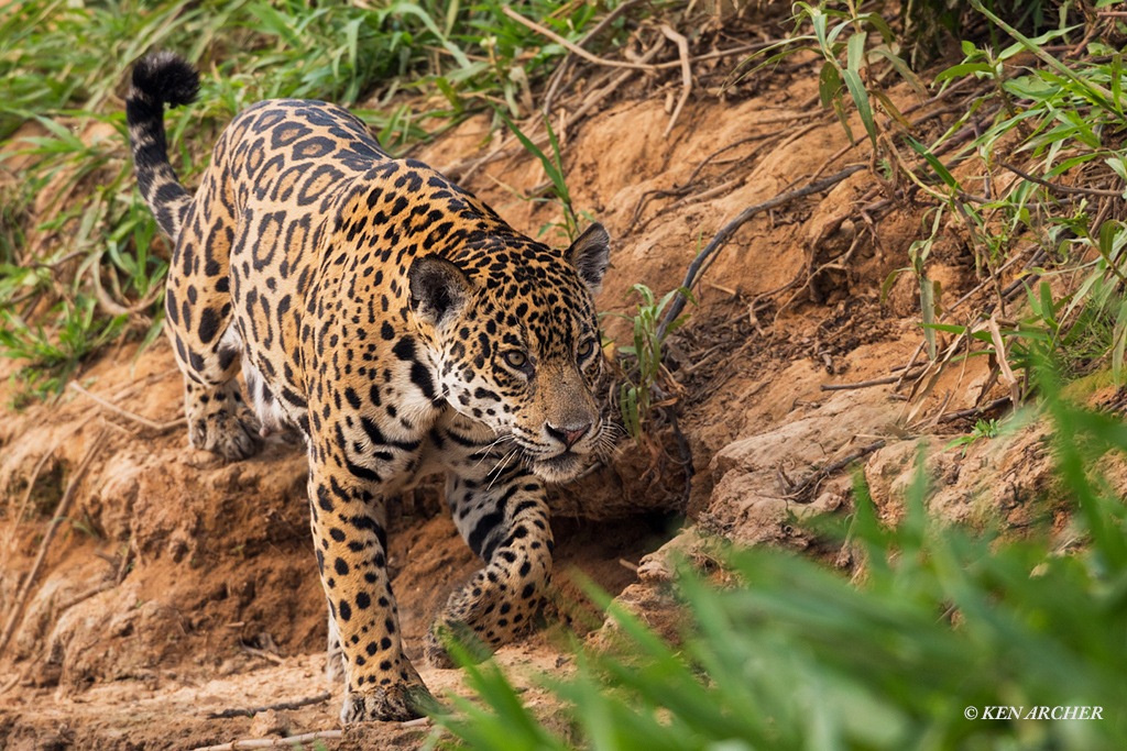 Jaguar Hunting