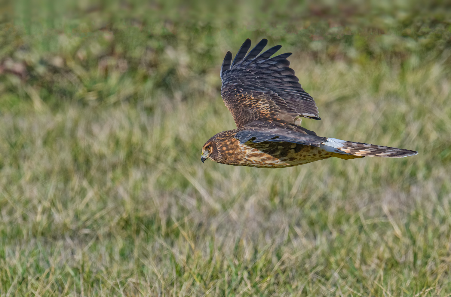 Hunting Northern Harrier